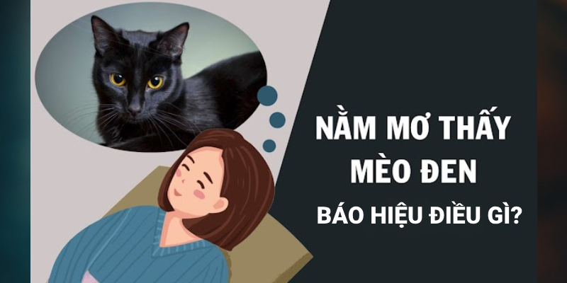 Mơ thấy mèo đen báo hiệu điều gì? Số may mắn ẩn chứa