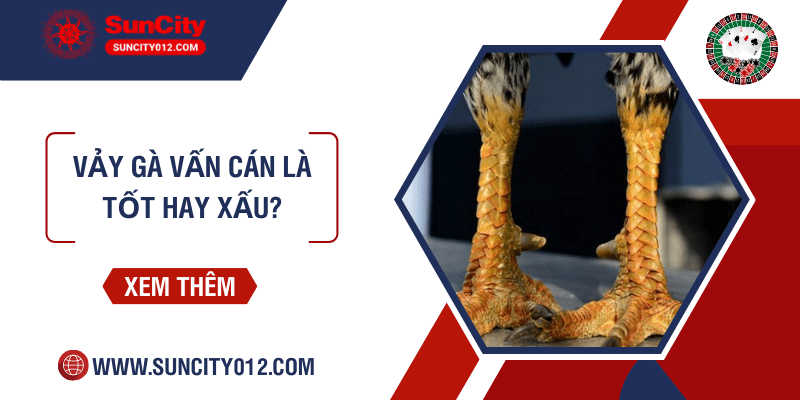 Vảy gà Vấn Cán là tốt hay xấu? Hướng dẫn cách nhận diện vảy